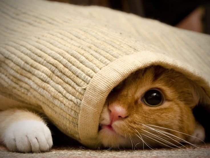 Котики на рабочий стол