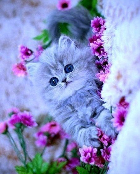 Красивые котята с цветами