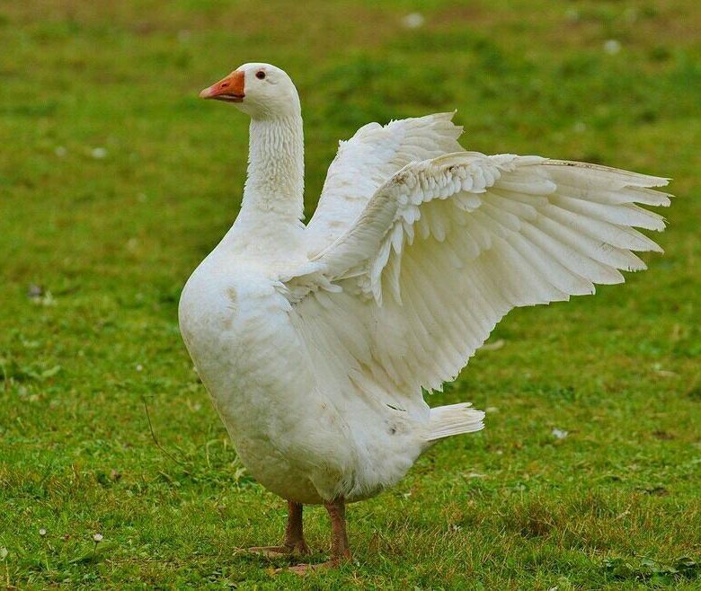 Белый Гусь