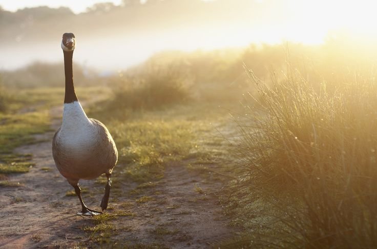 Красивый Гусь