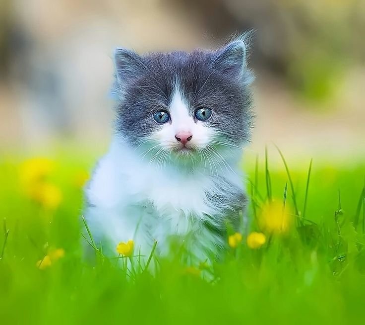 Милые котята