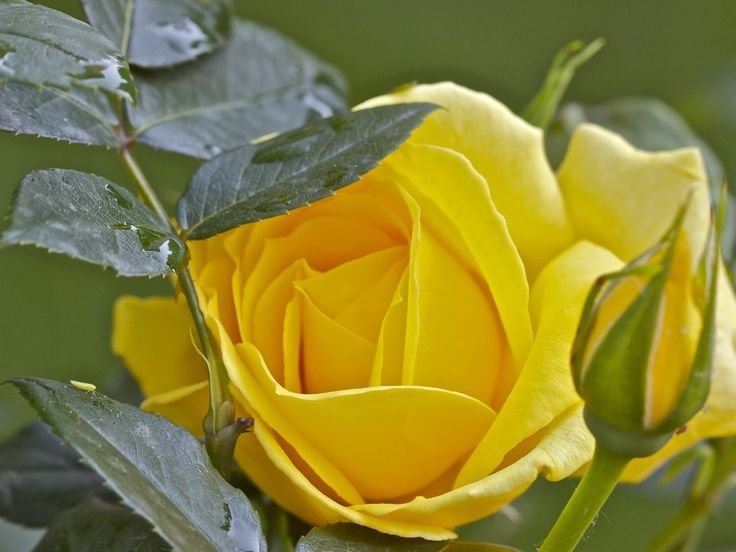 Роза Йеллоу буттон