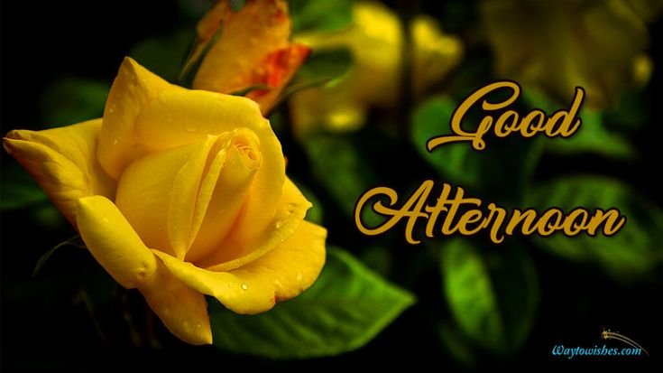 Красивые желтые розы