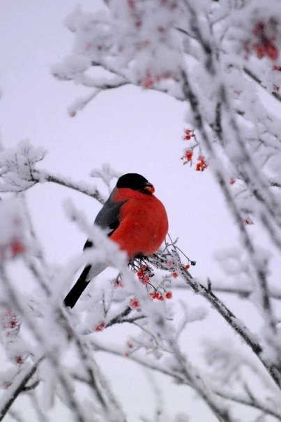 Снегирь свиристель Щур