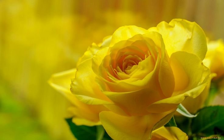 Роза Голден Глоу