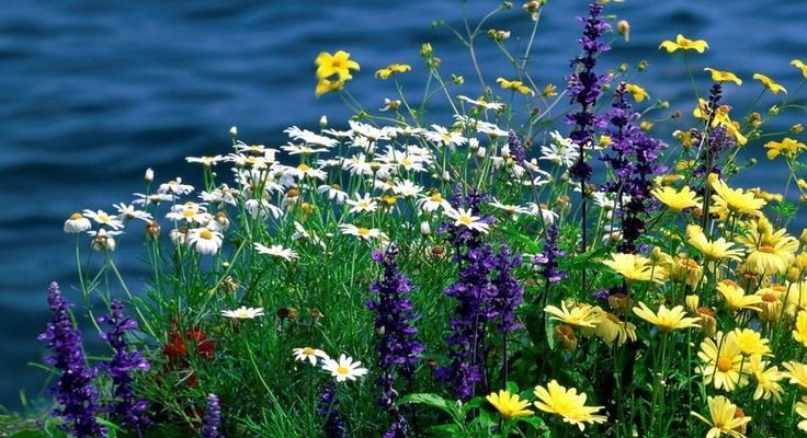 Яркие полевые цветы