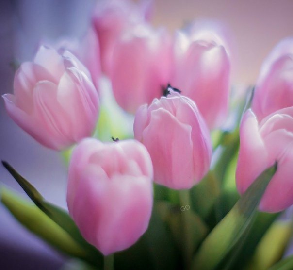 Нежные тюльпаны