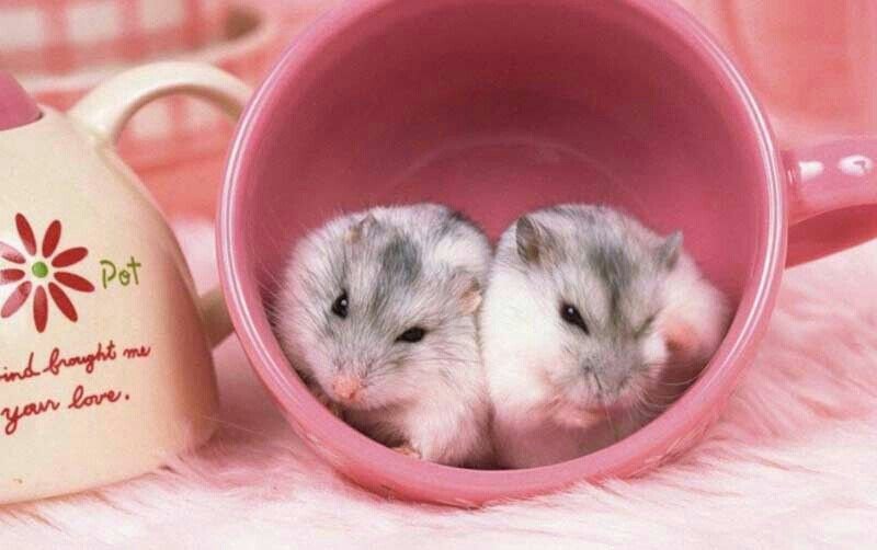 Джунгарский хомяк персиковый