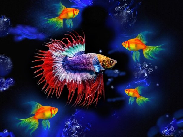 Красивые рыбы