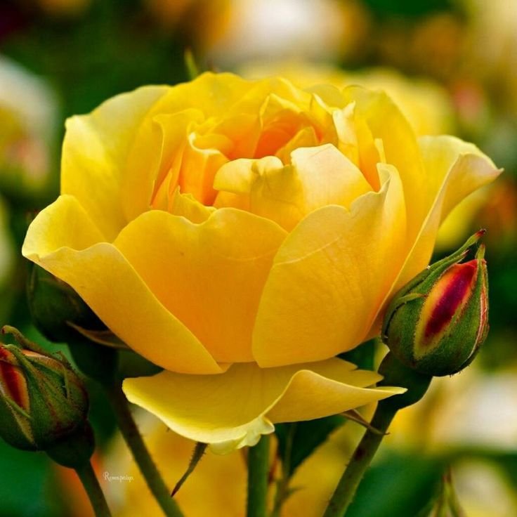 Роза Еллоу Бентам желтая