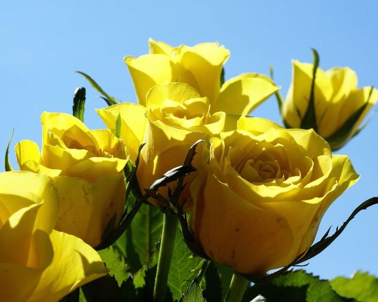 Цветы желтые розы