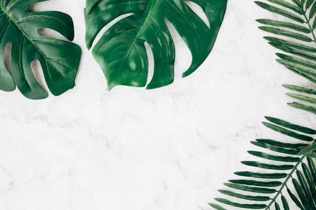 Монстера Aaron Apsley