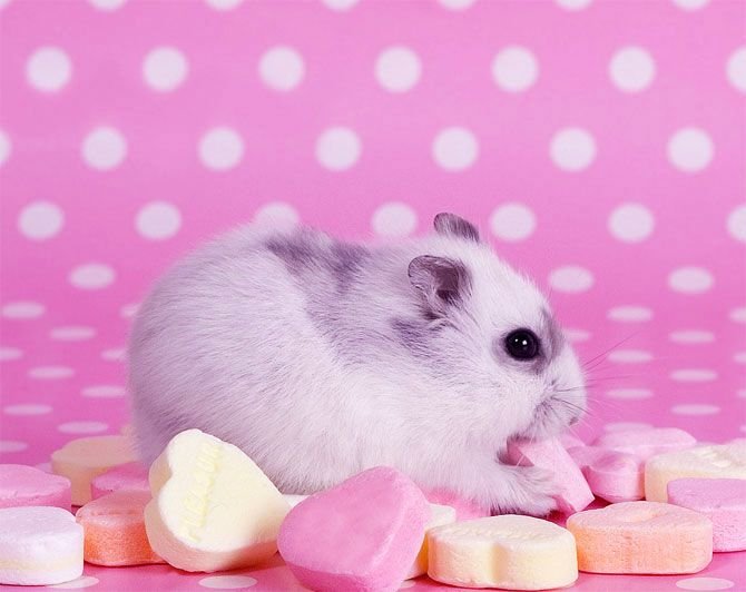 Обои с хомяками