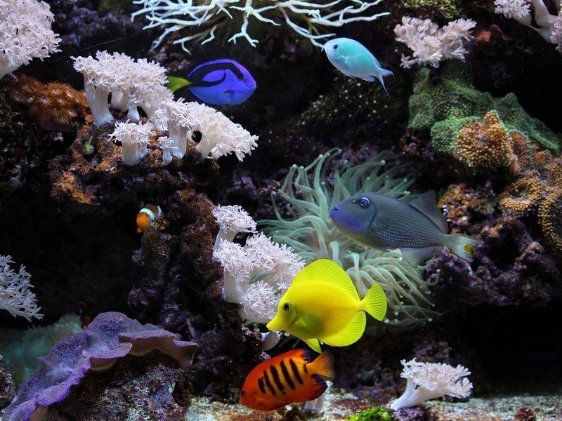 Красивые морские обитатели