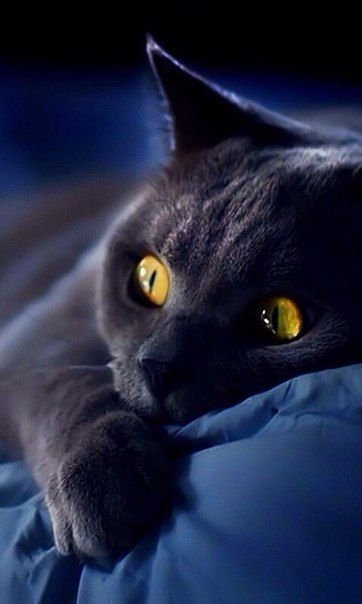 Кошечка черная