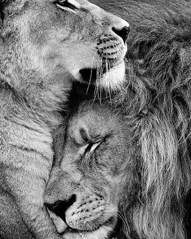 Животные пары