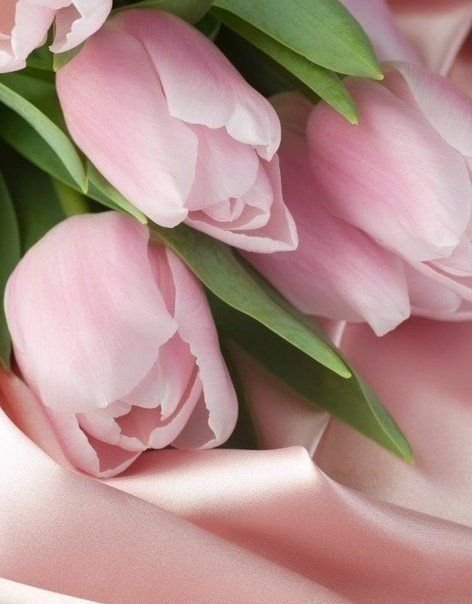 Красивые нежные тюльпаны