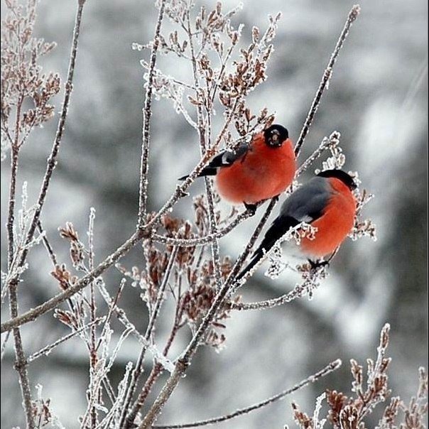 Снегирь на ветке зима