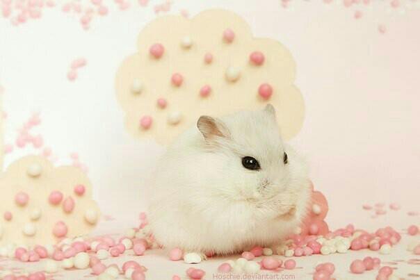 Обои с хомяками