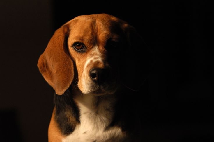 Бигль терьер шотландский