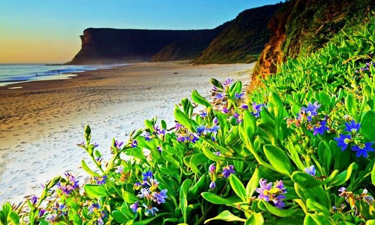 Растения на берегу