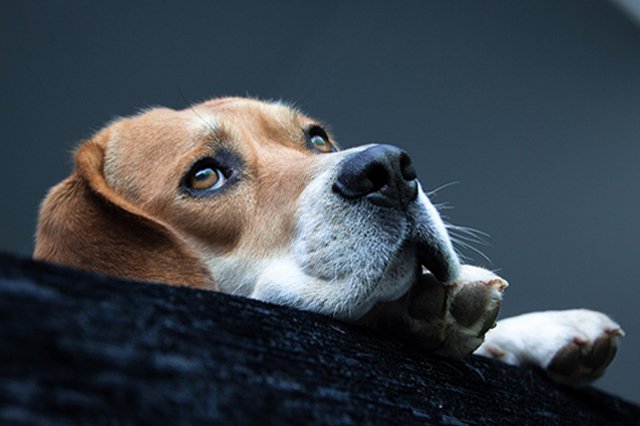 Бигль щенок