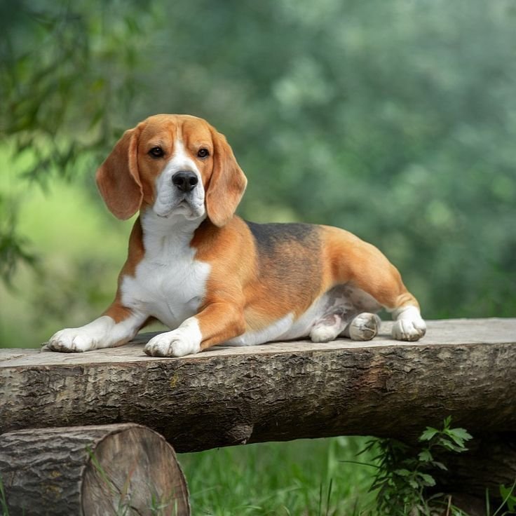 Бигль щенок