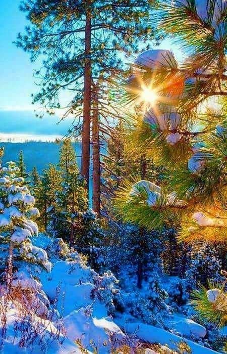 Новогодняя природа