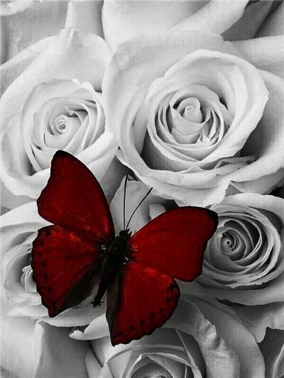 красно белая