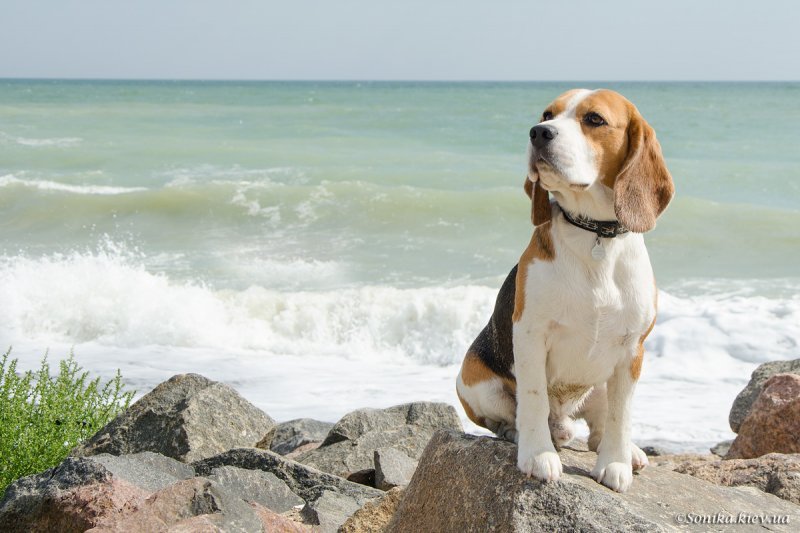 Бигль спаниель