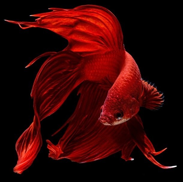 Заставка рыбки