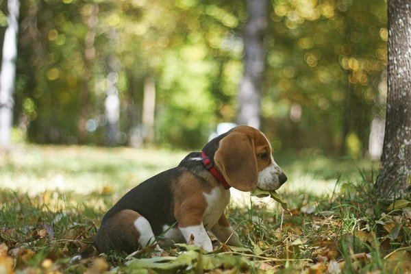 Порода собак Бигль