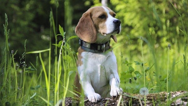 Ирландский Бигль