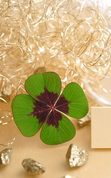 Клевер красивый