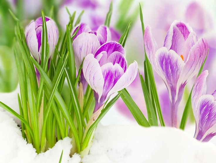 Первоцветы (подснежники, крокусы, гиацинты).