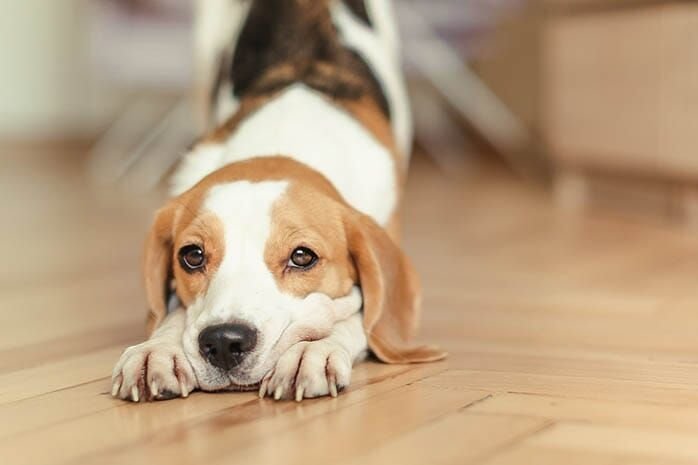 Бигль Снупи