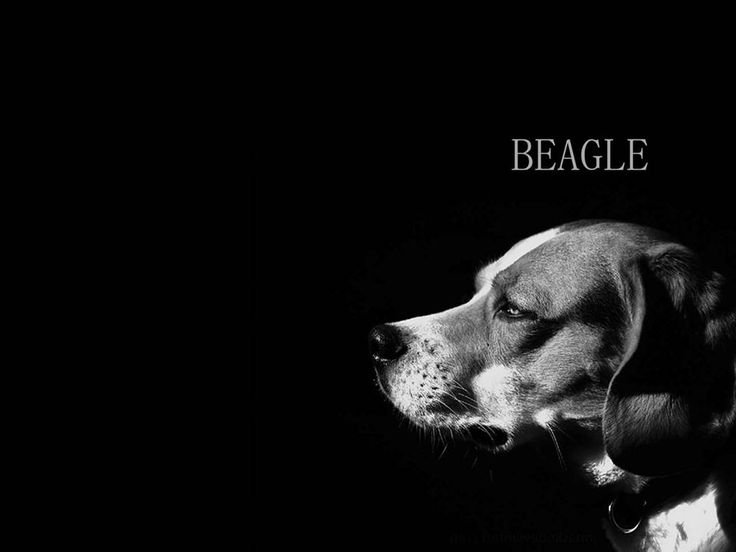 Бигль щенок темный