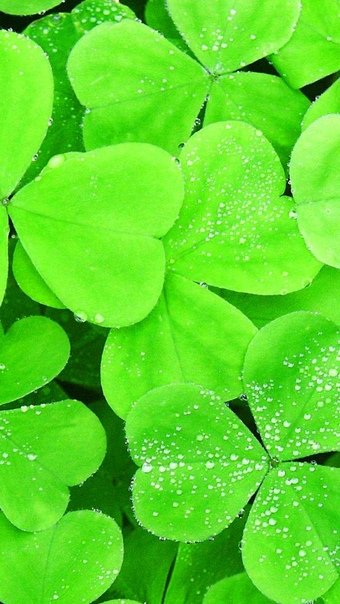 Клевер четырехлистный с цветком