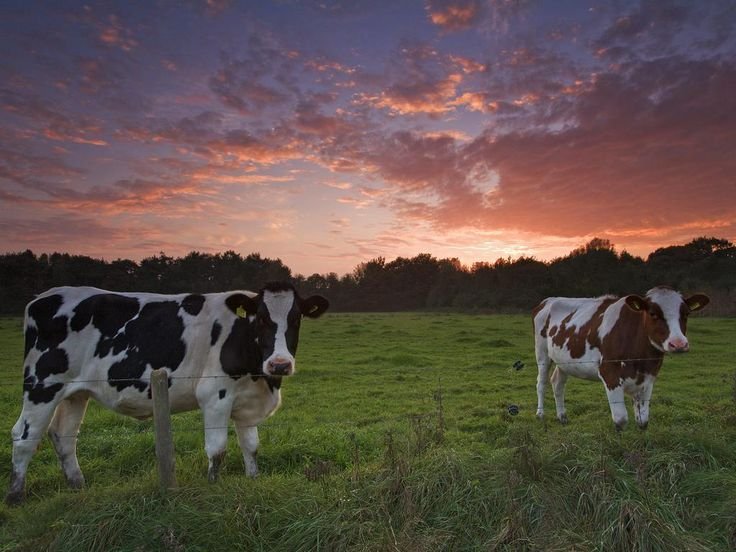 Коровы на лугу