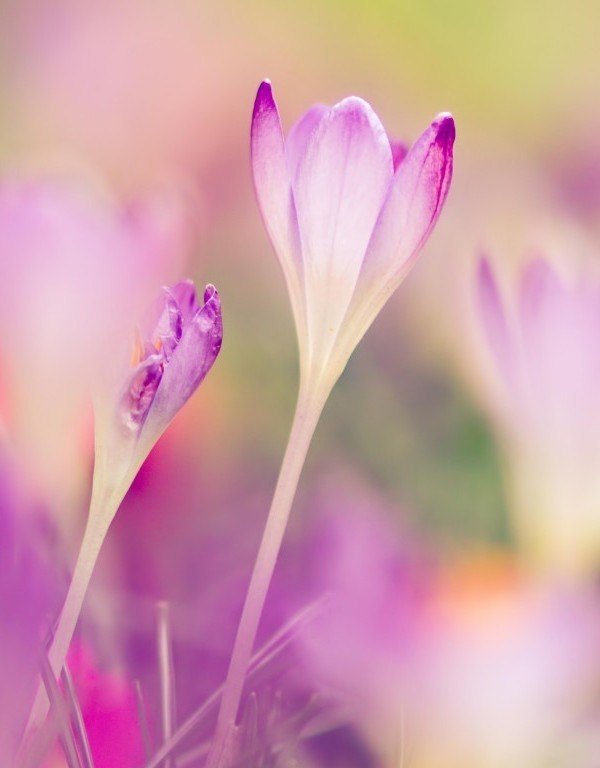 Нежные весенние цветы