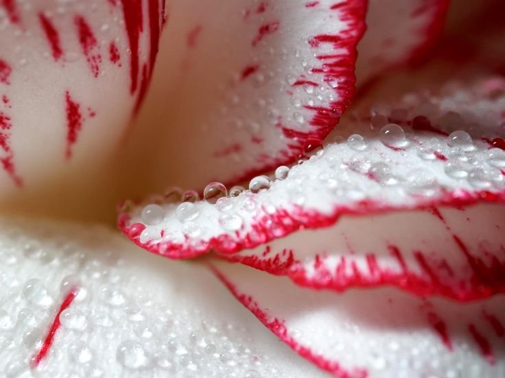 Красные обои на рабочий стол