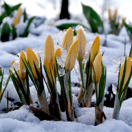 Цветы в снегу