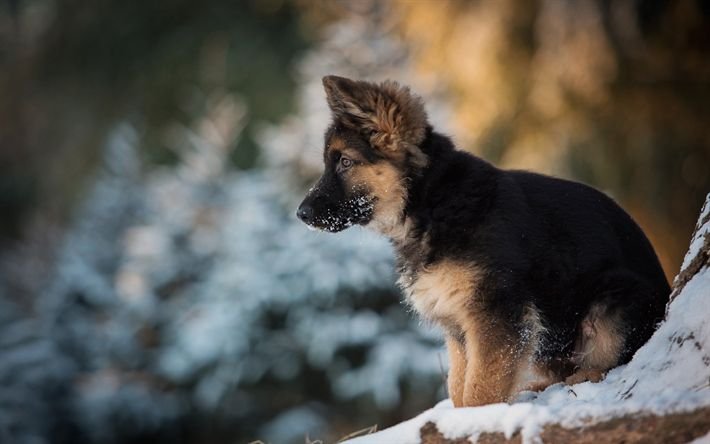 German Shepherd немецкая овчарка