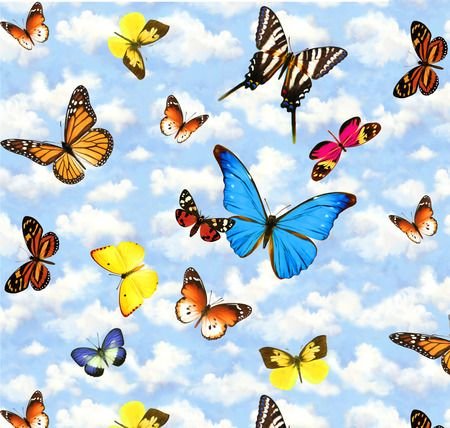 Несколько бабочек