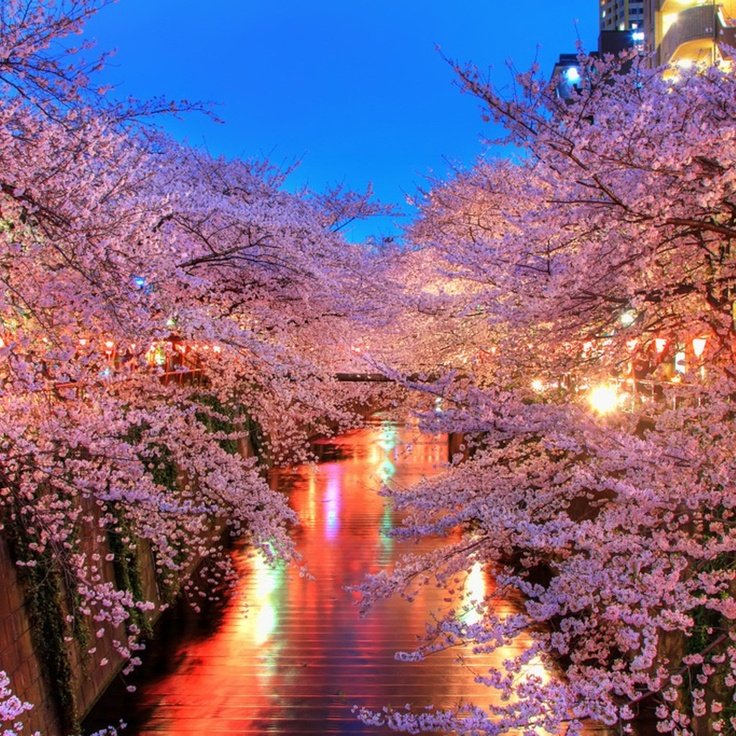 Сакура дерево