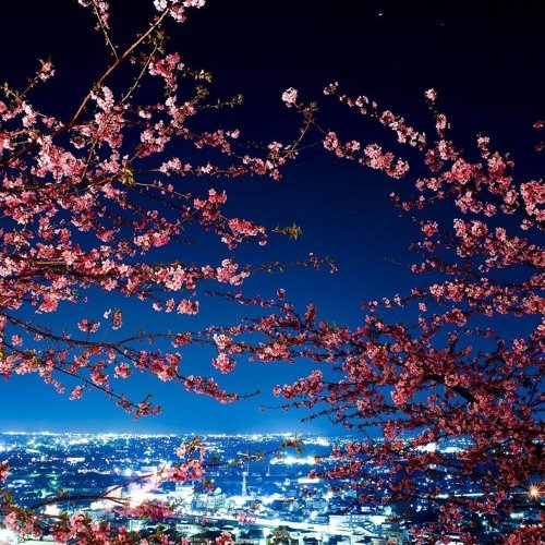 Корея черри блоссом