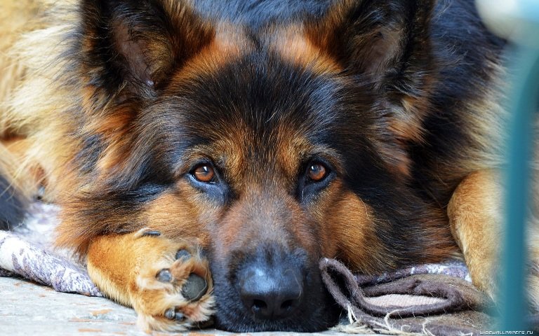 Немецкая овчарка длинношерстная