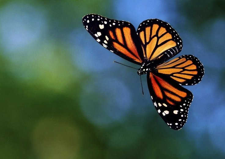 Красивые бабочки