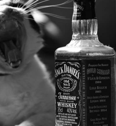 Кот с виски