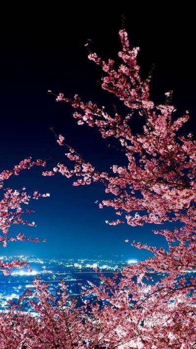 Цветущая Сакура